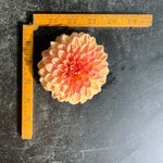 Dahlia Lark's Ebbe-3 Rooted Cuttings