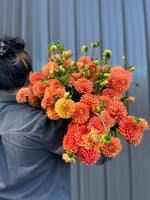 Dahlia Tuber Maarn