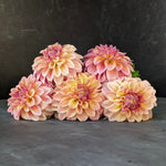 Dahlia Tuber Miss Amara