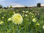 Dahlia Tuber MM Buttercream