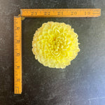 Dahlia Tuber MM Buttercream