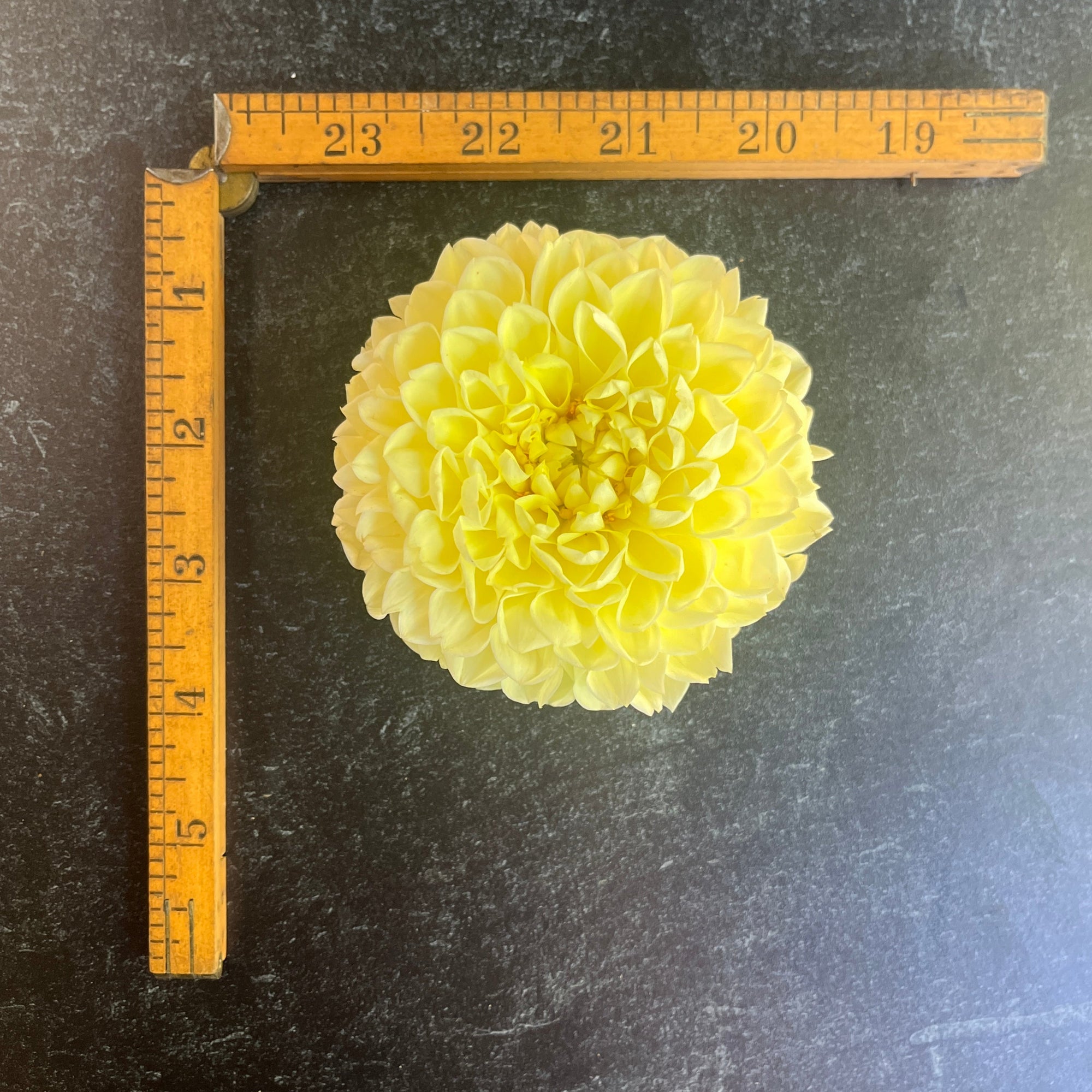 Dahlia Tuber MM Buttercream