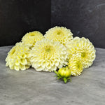 Dahlia Tuber MM Buttercream