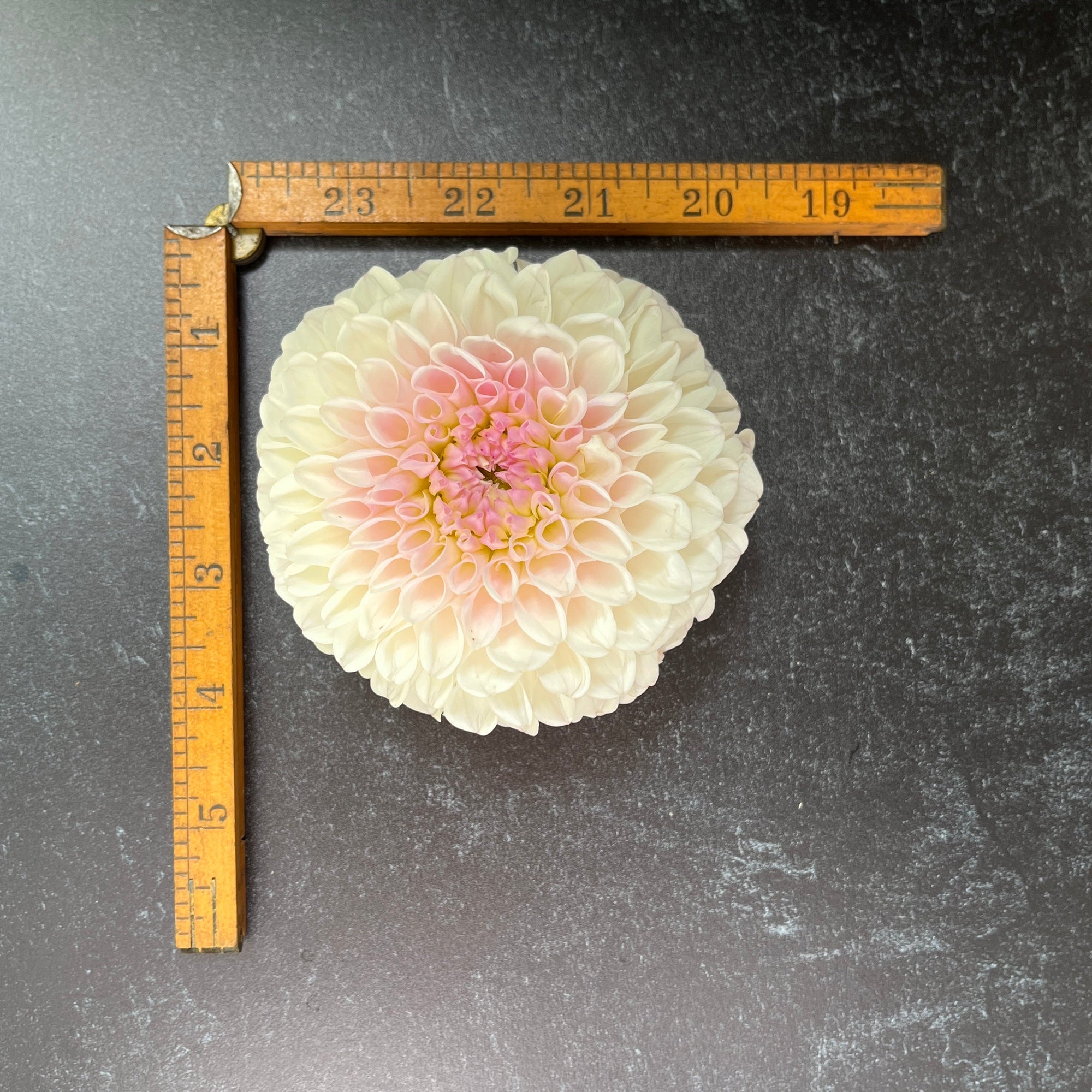 Dahlia Tuber Pink Pearl