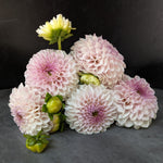 Dahlia Tuber Pink Pearl