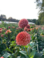 Dahlia Tuber Rose Toscano