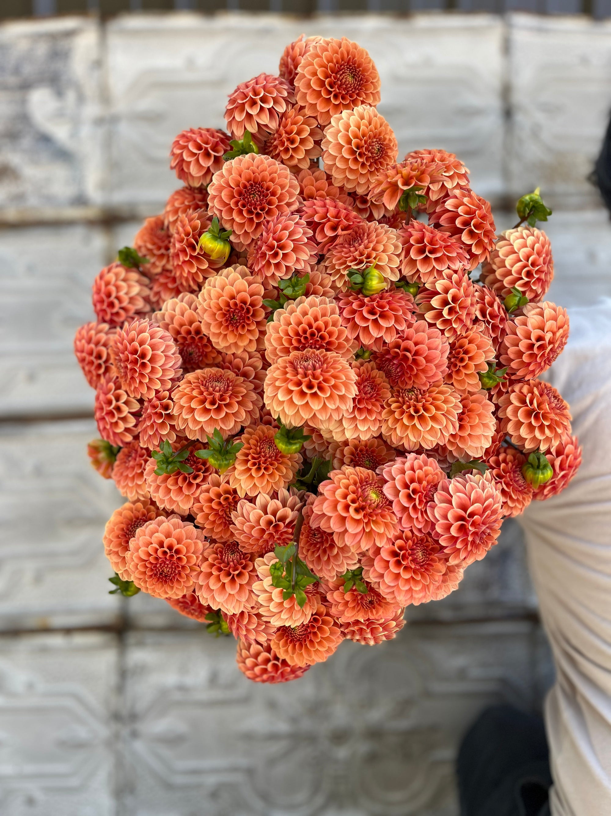 Dahlia Tuber Rose Toscano