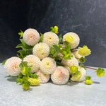 Dahlia Tuber Small World