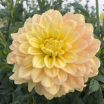 Dahlia Tuber Wyn's N.E.W. Pastel