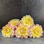 Dahlia Tuber Wyn's N.E.W. Pastel