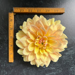 Dahlia Tuber Wyn's N.E.W. Pastel