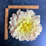 Dahlia Tuber Wyn's N.E.W. Pastel