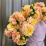 Dahlia Tuber Wyn's N.E.W. Pastel