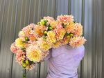 Dahlia Tuber Wyn's N.E.W. Pastel