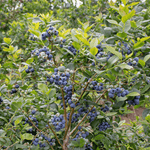 Southern Highbush Blueberry – 50 Seeds