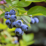 Southern Highbush Blueberry – 50 Seeds