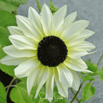Italian White Sunflower – 25 Seeds