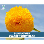 Sunflower Seed Collection – 6 Varieties