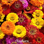 California Giants Zinnia – 100 Seeds