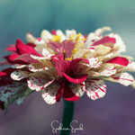 Peppermint Stick Zinnia – 50 Seeds